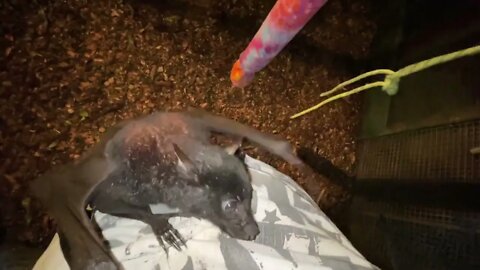 Meet Cute Hazel and Jackie - Two Adorable Photo Bombers When Filming In A Bat Aviary