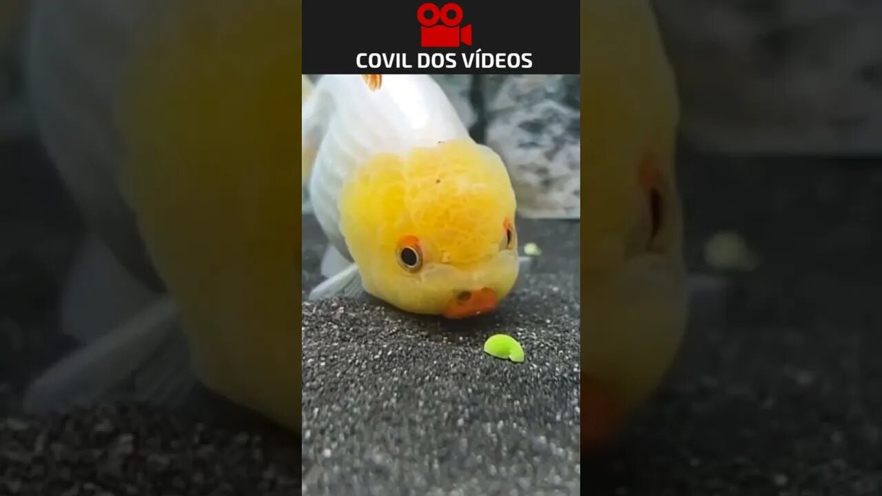 como deve ser ruim não ter mãos