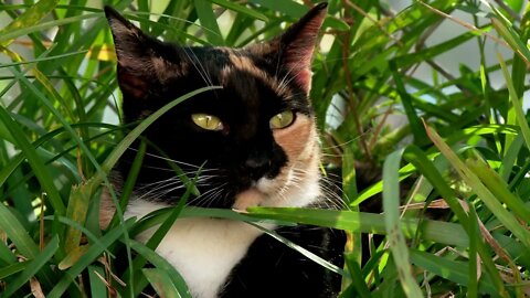 OMG, Beautiful colors dilute calico cat, Funny cute pets lovers