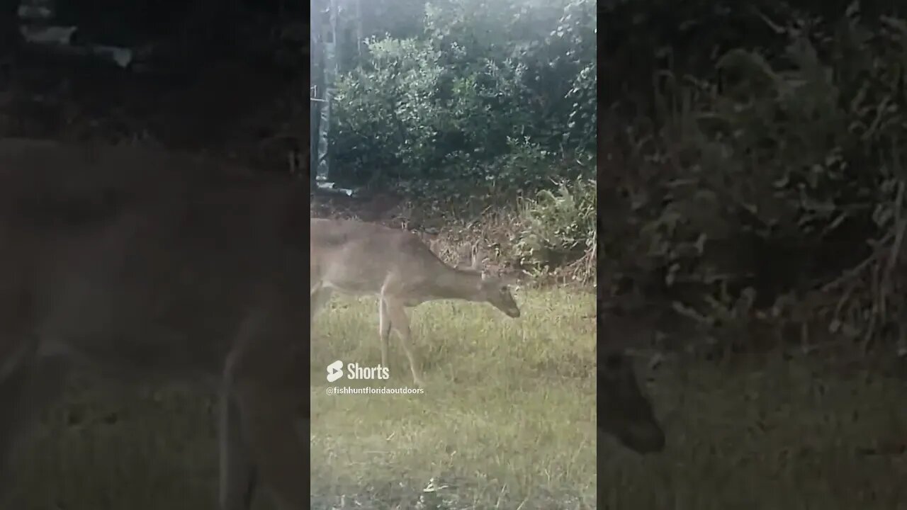 deer