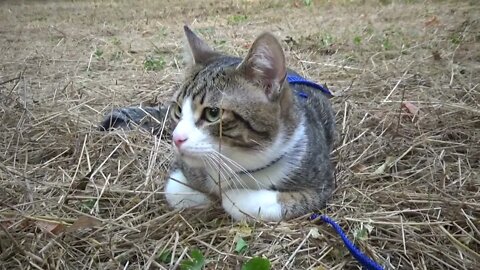 Cute Cat Hears a Turtle Dove