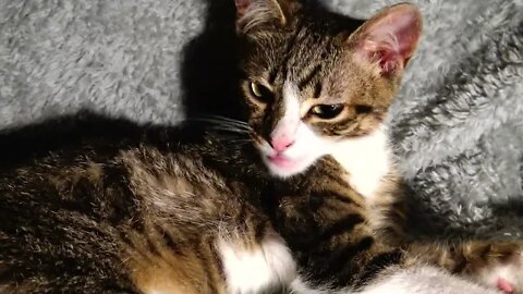 Cute Kitten Grooms Himself Late at Night