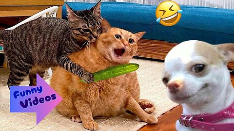 Cat And Dogs Funny Videos | Animal Video