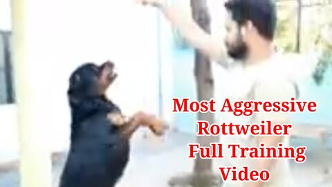 Dog Training Video || Best Guard Dog Breed | Well Trained Rottweiler