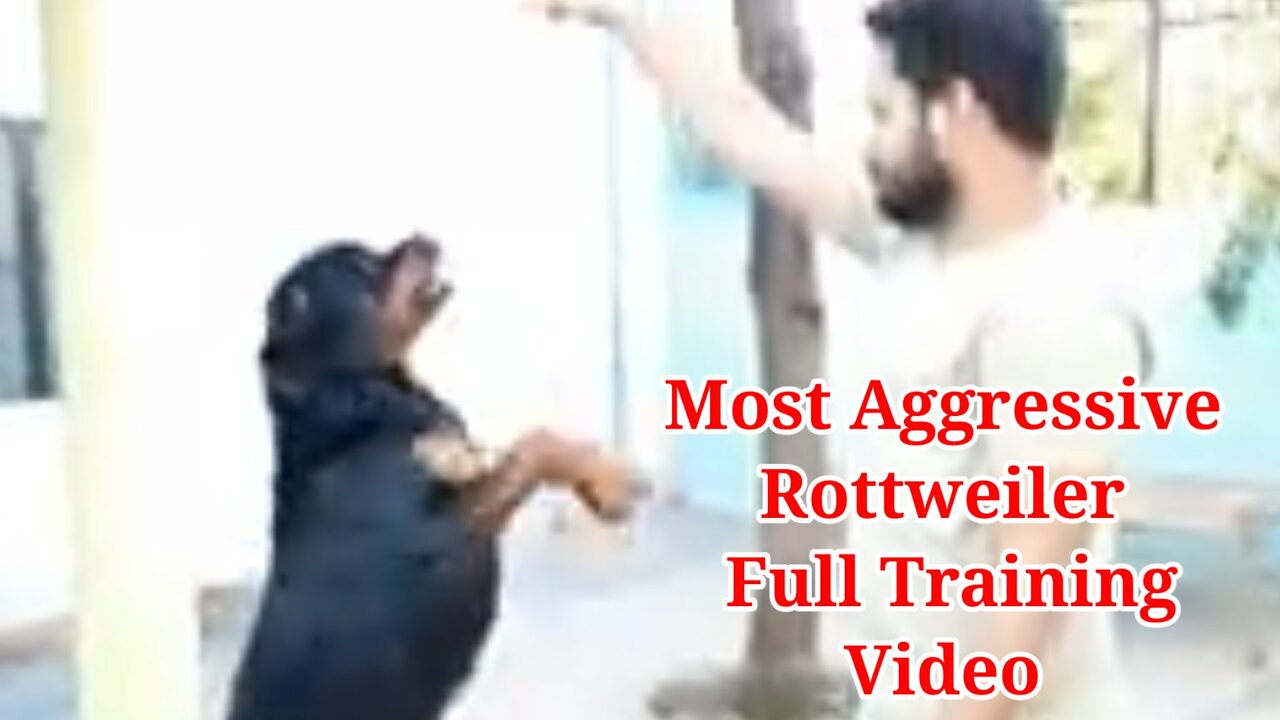 Dog Training Video || Best Guard Dog Breed | Well Trained Rottweiler