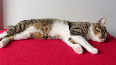 Cat Almost Fainted Due to the Heat