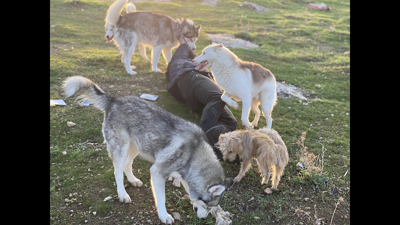 The daily life of Huskies