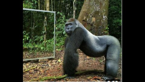 FORGET CATS! Funny KIDS vs ZOO ANIMALS are WAY FUNNIER! - TRY NOT TO LAUGH
