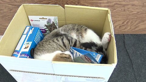Funny Cat Reaction to Catnip
