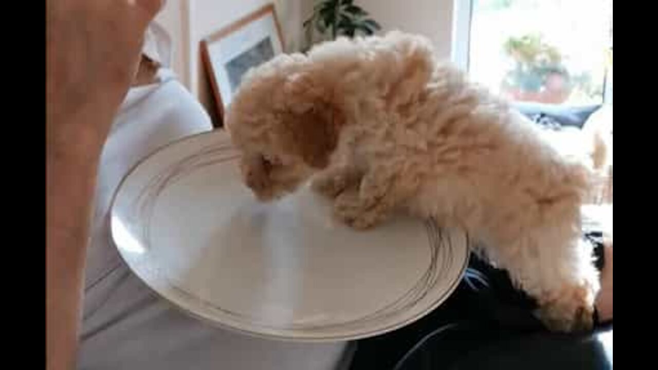 Cadelinha bebé sobe para cima de prato em busca de comida