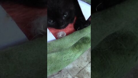 Felix Kitten Got Eaten By The Dinosaur Bed! 🐱‍🐉