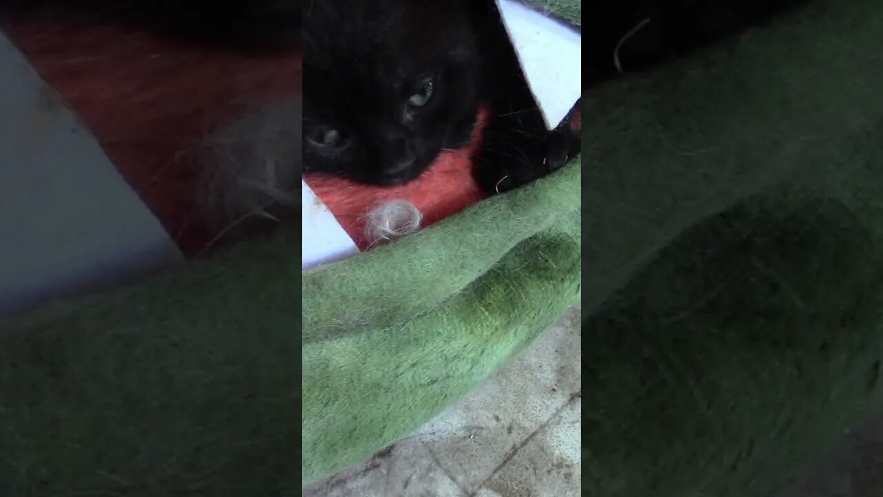 Felix Kitten Got Eaten By The Dinosaur Bed! 🐱🐉