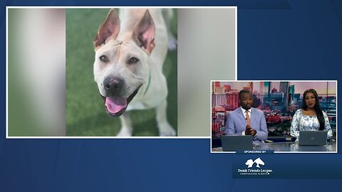 Lemon at the Denver Dumb Friends League is looking for a forever home