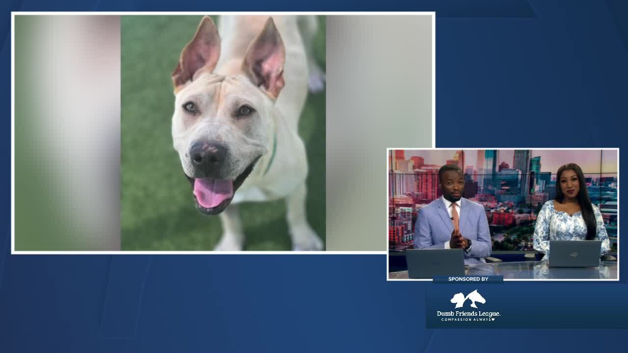 Lemon at the Denver Dumb Friends League is looking for a forever home
