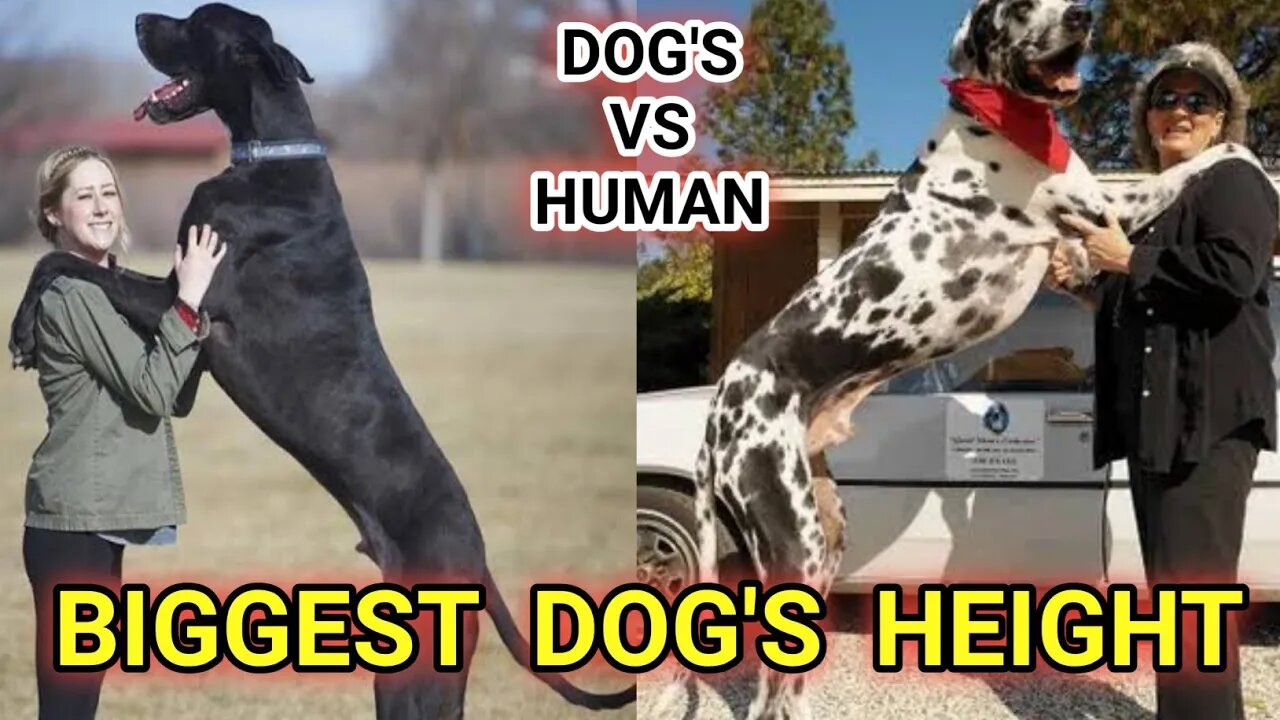 biggest Dog's height||great dane dog||pitbull dog||German shepherd||#gigox#pug#Animals#bulldog
