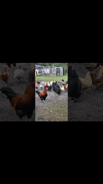 Chicken Adventures Peanut Time #chickens #chickenshorts #chickenadventures