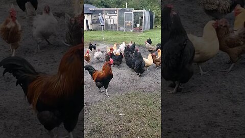 Chicken Adventures Peanut Time #chickens #chickenshorts #chickenadventures