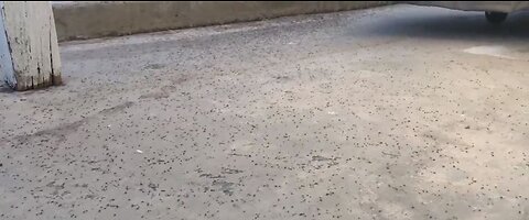 Bug experts say early heat, weather to blame for 'insect explosion' in Las Vegas