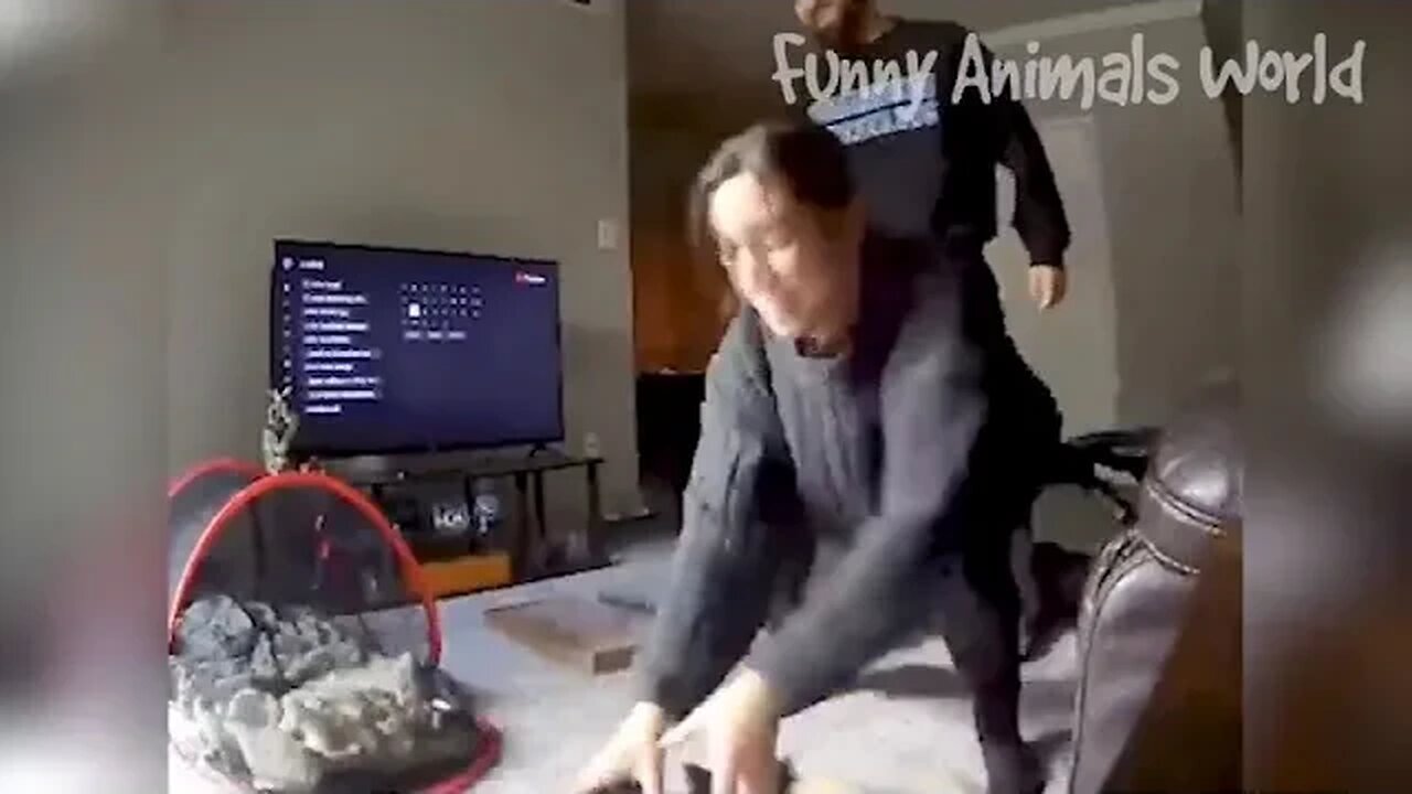 Funny Dogs And Cats Videos 2023 Best Animal Videos Of The Month