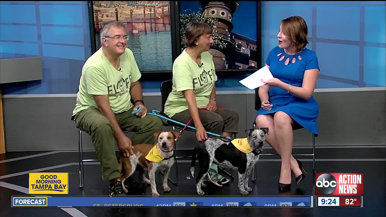 Rescues in Action July 6 | Nutmeg and Poppyseed