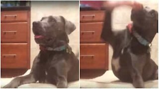 Questo cane non vuole le carezze del padrone!