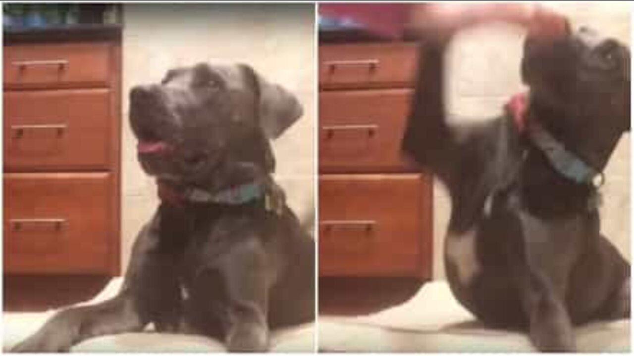 Questo cane non vuole le carezze del padrone!