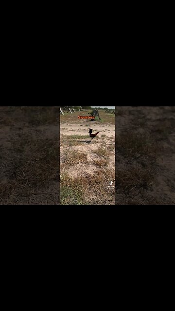 Sweaters @ LivingWaterFarms247