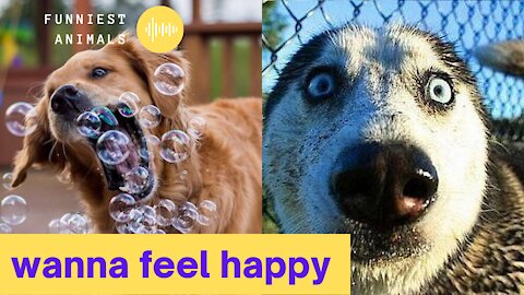 Best Animals of 2021 - Funny Pet Videos