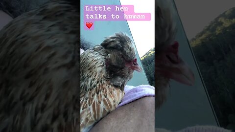 Sweet little hen cuddles ❤️ chickens can be great pets!