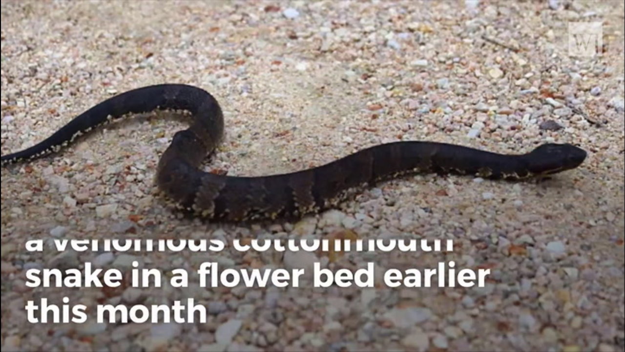 Texas Girl Decapitates Snake, Seconds Later It “Comes Back To Life”