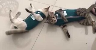 Cats hate their new clothes