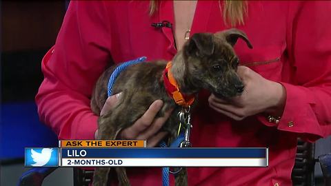 Ask the Expert: Getting your lost pet back
