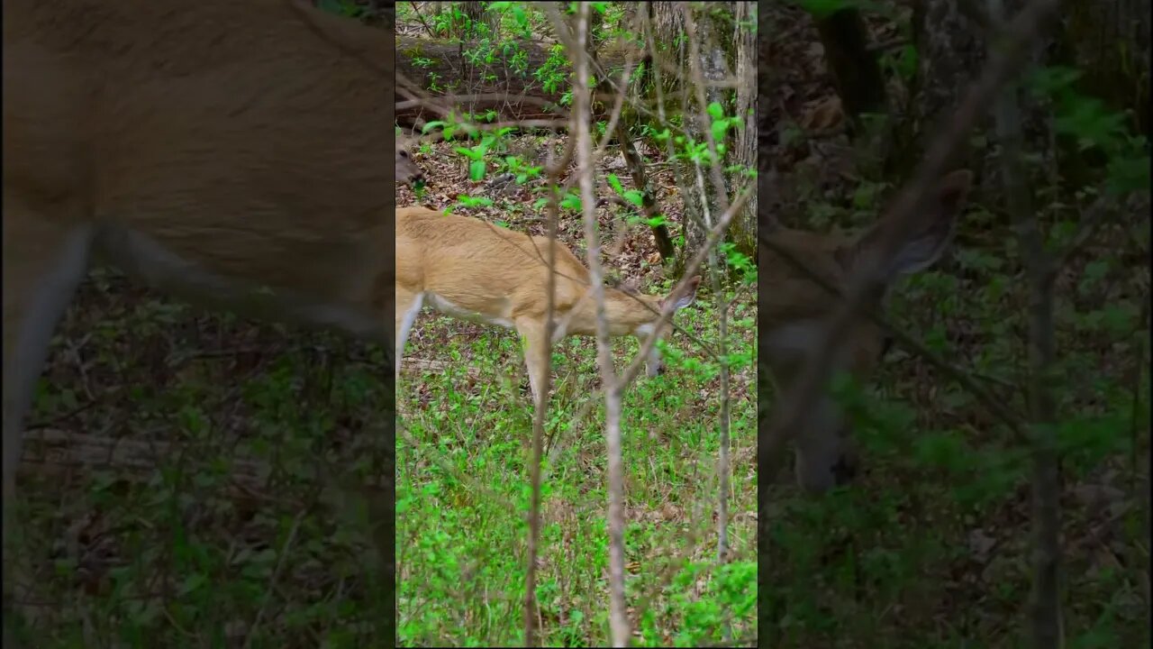 Yearling Doe in the Spring