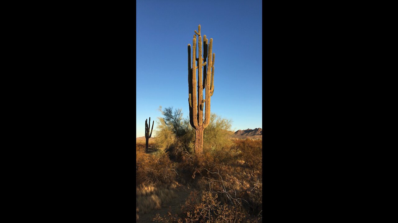 Arizona Saguaro - Protected Desert Plants - Superstition Mountains