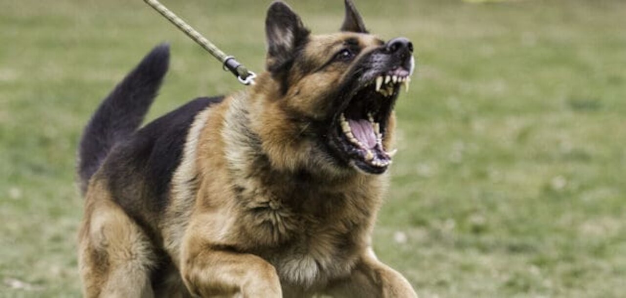 Dog Training For All Dog Breeds