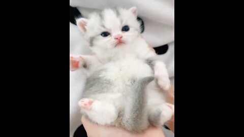 Funny Cats Video #9 😹 😹😹 - Cute Cats and Baby Kittens To Keep You Smiling and Laughing ❣️❣️❣️