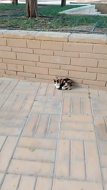 Sweet Cat lover Saudia arbia awsome