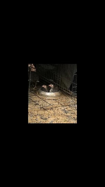 Baby guinea fowl sitting in their food bowl! 🥰