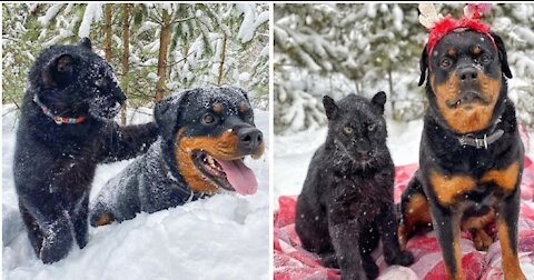 Rottweiler playing with black Panther