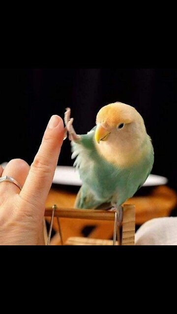 Funny video of a smart parrot