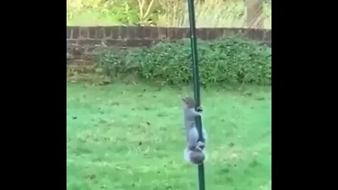 Annoyed by a squirrel that was stealing the food she put for the birds, greased the pole with oil 😭😂