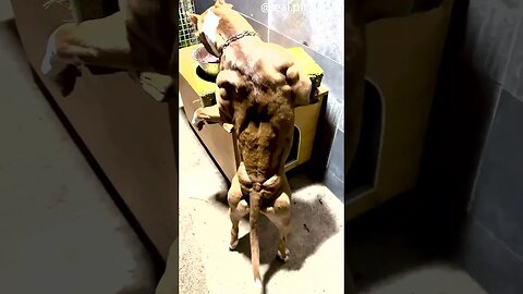 buff dog eats standing up