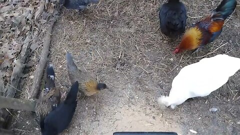 Treats for my bantams.