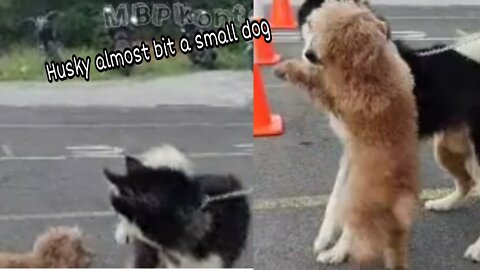 Husky almost bit a small dog!!