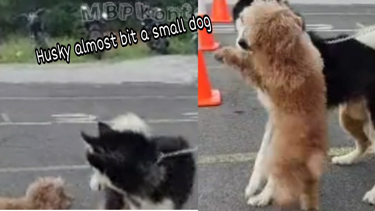 Husky almost bit a small dog!!