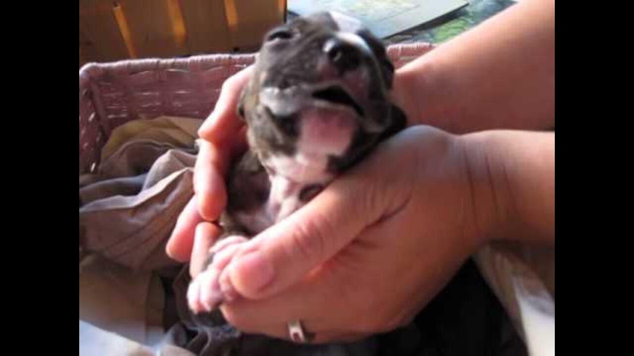 Burrito the abandoned puppy having a seizure