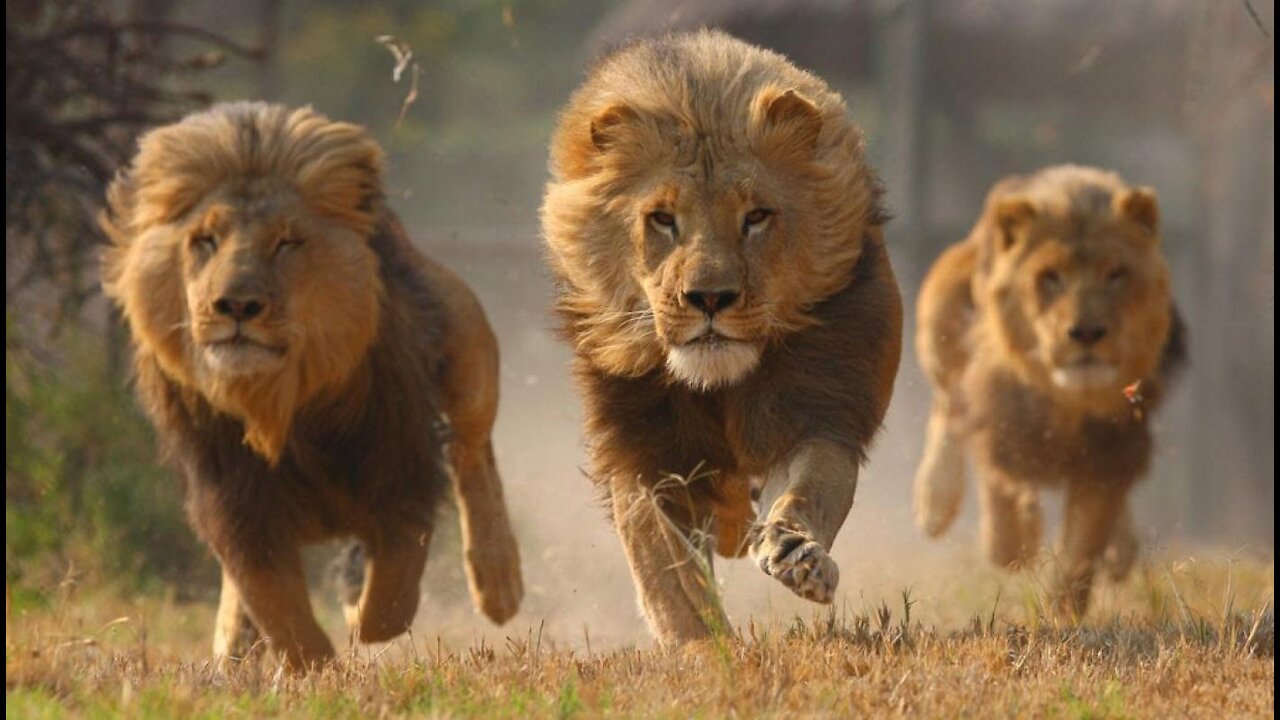 Predatory lions get in the way. Very funny