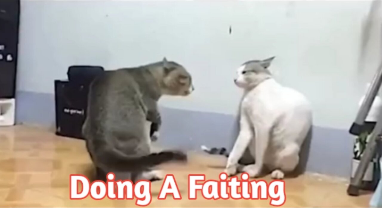 Best Cats Faiting Funny Videos 2022