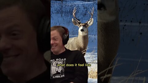 Joe Rogan & Steven Rinella talking about animals #shorts