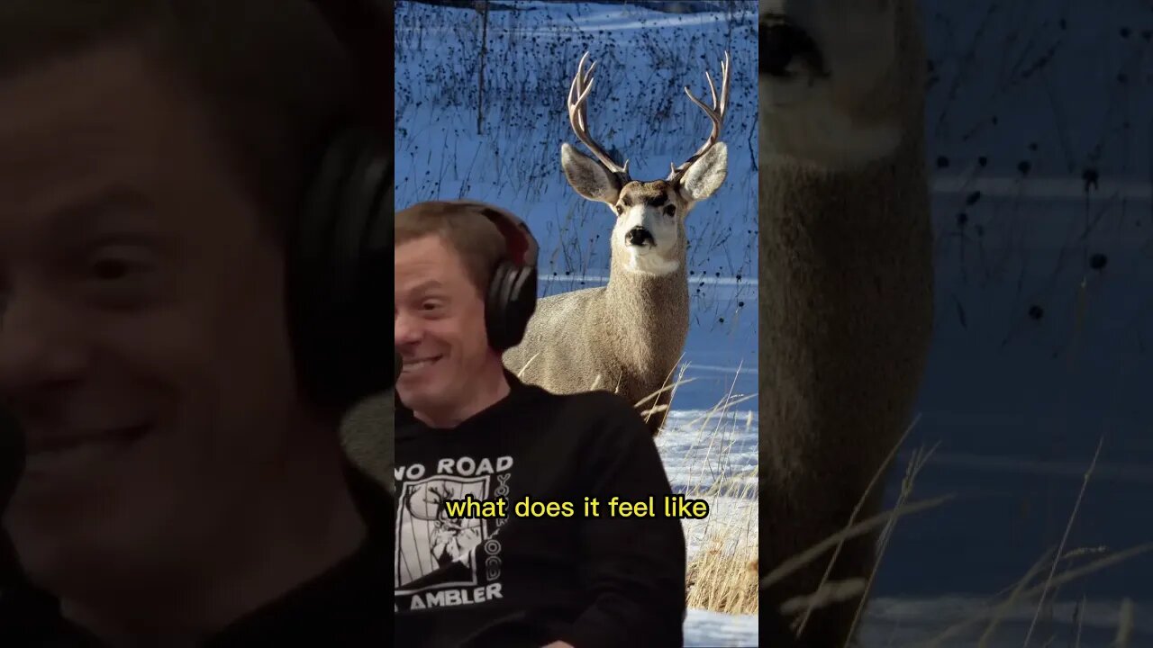 Joe Rogan & Steven Rinella talking about animals #shorts